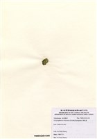 藏品(網球藻)的圖片